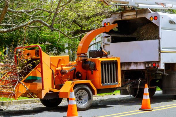 How Our Tree Care Process Works  in Randallstown, MD